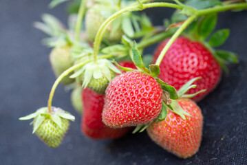 Macro photo of delicious sweet strawberries on black agrofiber. Summer time, rural theme, healthy food concept.