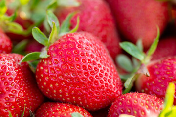 Agriculture, harvest, food concept. Red strawberries with green sepals, berries for sweet dessert.