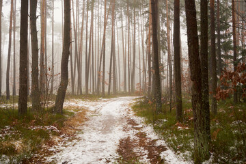 Obraz premium leśna zimowa ścieżka we mgle