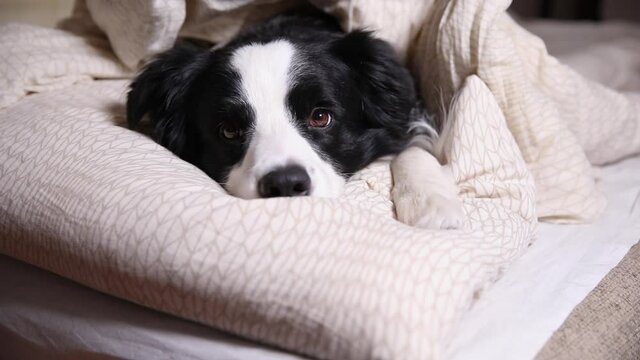 Funny cute puppy dog border collie lying on pillow blanket in bed. Do not disturb me let me sleep. Pet dog lying nap sleeping at home indoors. Funny pets animals life concept