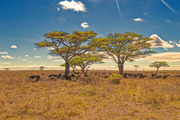 Tanzania, Serengeti park - African buffalo.