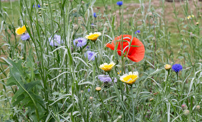 Spring - beautiful wild flowers.