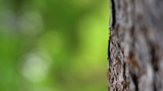 Closeup view 4k stock video footage of brown organic bark of tree trunk isolated on beautiful green leaves bokeh background