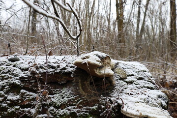 Fungusi on a moss tree in the winter forest