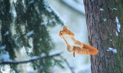 Flying squirrel jumps from tree to tree. - obrazy, fototapety, plakaty