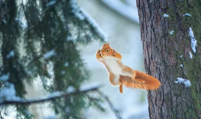Fototapete Eichhörnchen Fliegendes Eichhörnchen springt von Baum zu Baum.