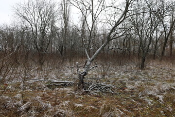 Freezing dew in the morning forest