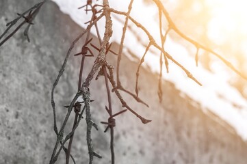 Old barbed wire on a concrete fence large with snow in winter close-up. Selective focus