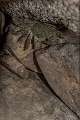 Characteristic specimen of Mediterranean crab on rocks