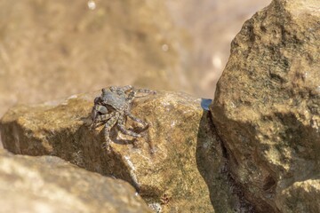 Characteristic specimen of Mediterranean crab on rocks