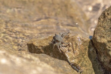 Characteristic specimen of Mediterranean crab on rocks
