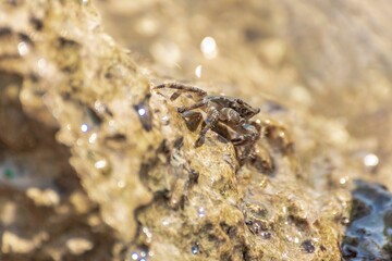 Characteristic specimen of Mediterranean crab on rocks