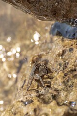 Characteristic specimen of Mediterranean crab on rocks