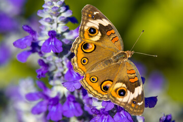 Macro shot of a beautiful golden butterfly on purple flowers in a garden