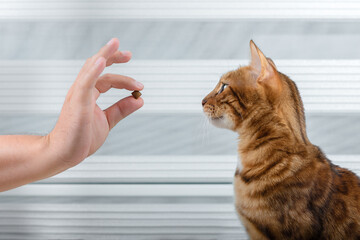 Teaching a domestic cat to commands for a treat.