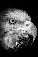 Deurstickers Grayscale shot of an eagle face isolated on dark background © Benjamin Oliver/Wirestock