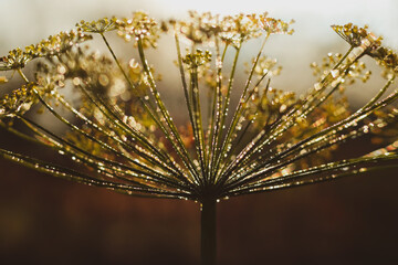 Garden fragrant dill umbrellas with yellow color on a dark background. Dill in the dew.Dill organic ingredients and healthy food concept. Wallpaper, Luxury nature. Beautiful  Dill with Dew Drops