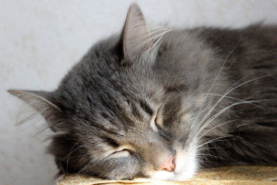 Adult domestic grey cat lay on bench under morning sun beams.Young cat sleep in home interior,image for veterinary clinic,page about cats,web shop,advertising,banner,brochure.World Cat or Pet Day. - Powered by Adobe