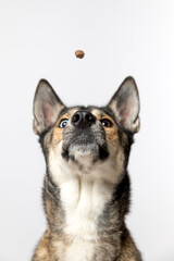 portrait of a husky dog in the studio on white background looking at a treat