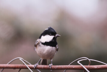 Naklejka premium Stress in the Coal tit bird sitting on a fence, on a blurry background of indeterminate color