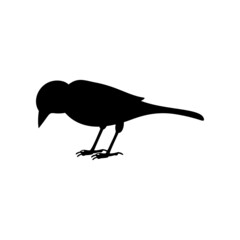 Fototapeta premium Black silhouette of sparrow isolated on white background