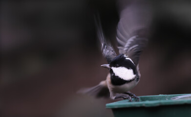 Obraz premium Terrified Coal tit on a black blurry background to sit on the feeder...
