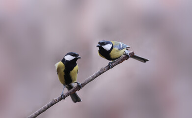 Two big tits on the same branch on a blurry background of indeterminate color....