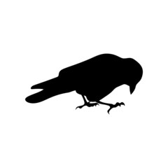 Black silhouette of jackdaw isolated on white background
