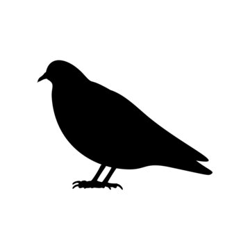 Black silhouette of pigeon isolated on white background