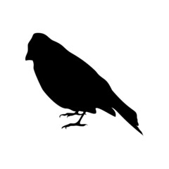Black silhouette of bullfinch isolated on white background