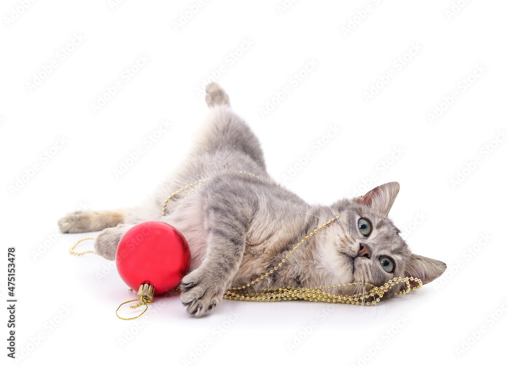 Wall mural gray kitten with a christmas toy.