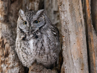 Eastern Screech Owl  Sitting in a Tree Hole in Winter, Portrait