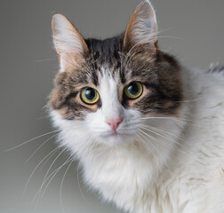 fluffy white cat with green eyes and dark back on a white background