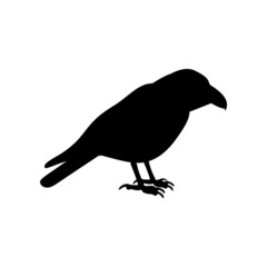 Black silhouette of crow isolated on white background