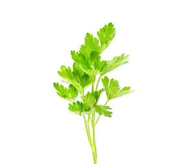 Bunch of green parsley.