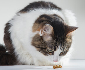 a furry white cat eats tongue close-ups