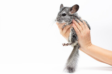 chinchilla sitting in the hands of the girl on white background