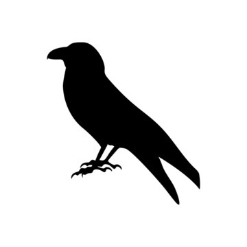 Black silhouette of black crow isolated on white background