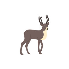 Flat illustration of reindeer isolated on whte background