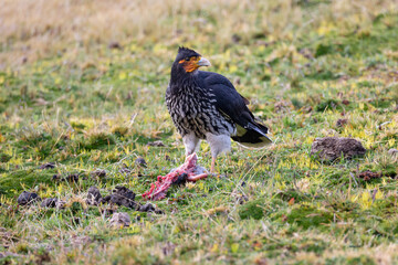 Carunculated Caracara