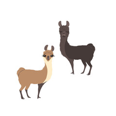 Flat illustration of funny alpacas isolated on whte background