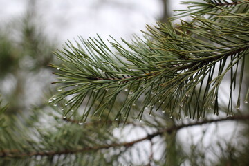 pine branch