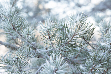 Frost pine