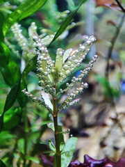 Air oxygen bubbles on seaweed plant in aquarium