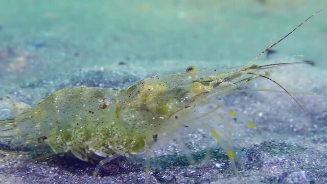Baltic prawn (Palaemon adspersus) searches for food in the freshly dug sand, close-up.