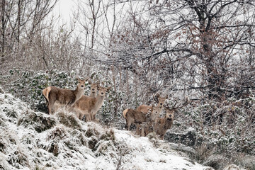 Majestic deer male with females under snowflakes (Cervus elaphus)