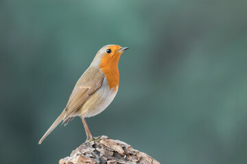 Fine art portrait of Red robin in the woodland (Erithacus rubecula)