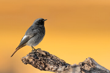 A beautiful sunrise with the Black redstart male (Phoenicurus ochruros)