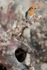 Red robin look around perched on branch (Erithacus rubecula)