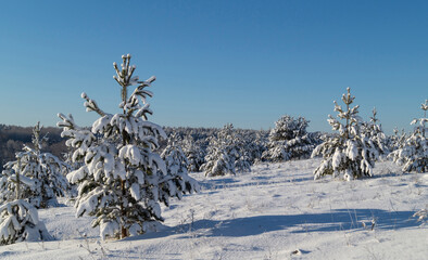 Pine forest in winter against the blue sky